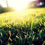 Sunshine Reflecting on Grass
