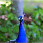 We're all colorful peacocks. Show your rainbow.