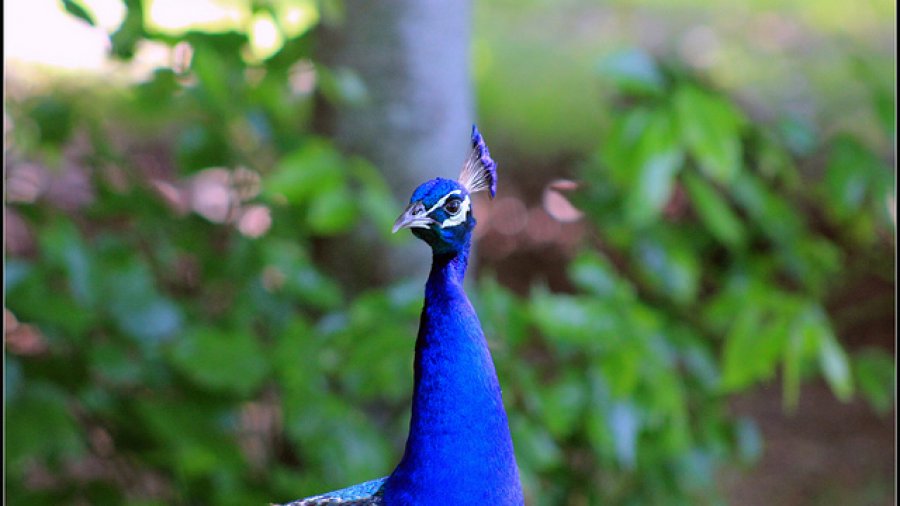 We're all colorful peacocks. Show your rainbow.