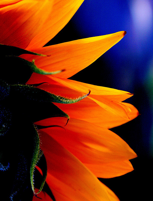 Magnificent Stuff 58 Badass-Groovy-Magnificent Things Happening Right Now | Refine the Mind